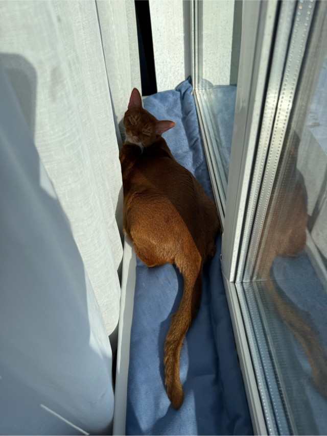Продолжаем котовторник.