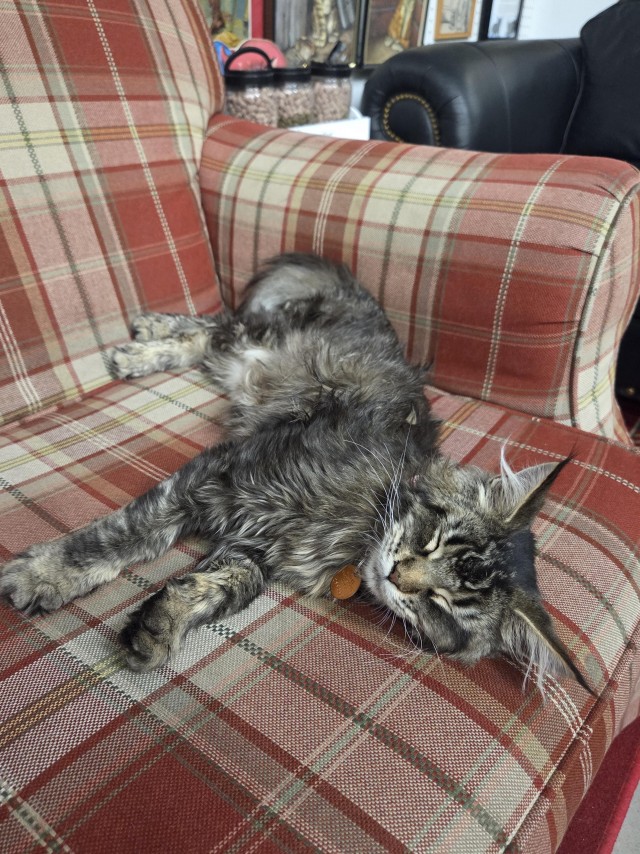 Американский музей домашней кошки