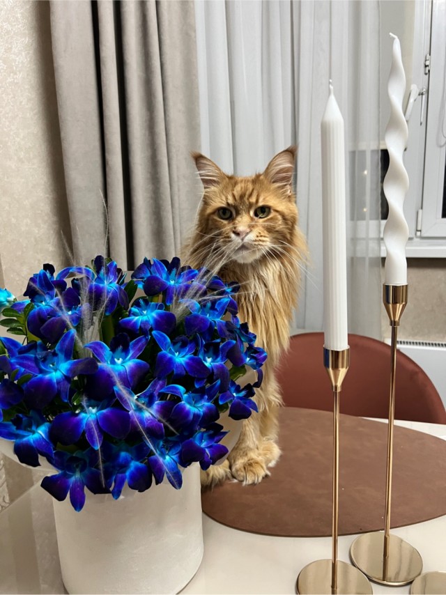 Котовторник