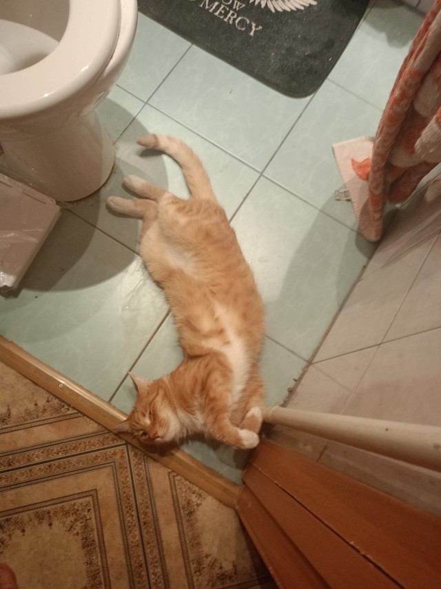 Мои котаны