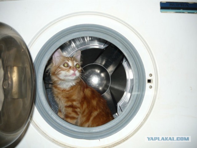 Котовторник   27.08.2013