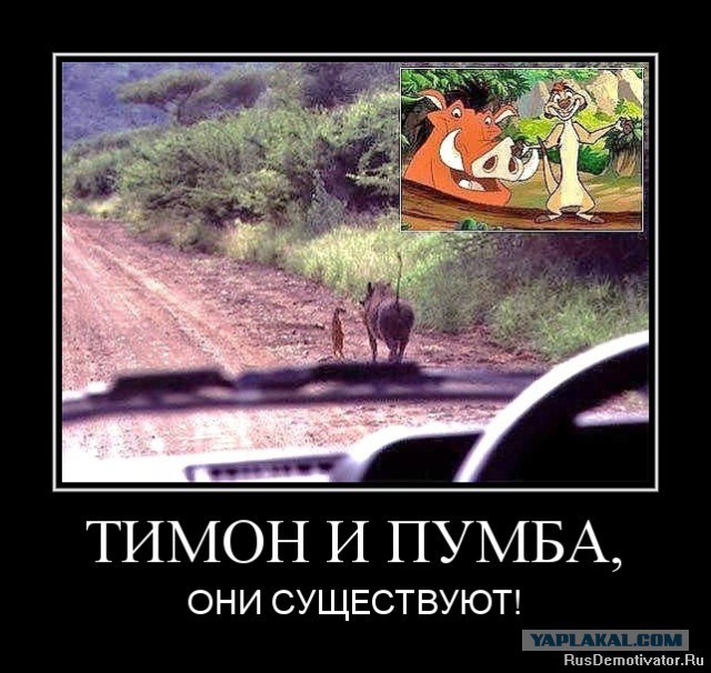 Кабан в Находке