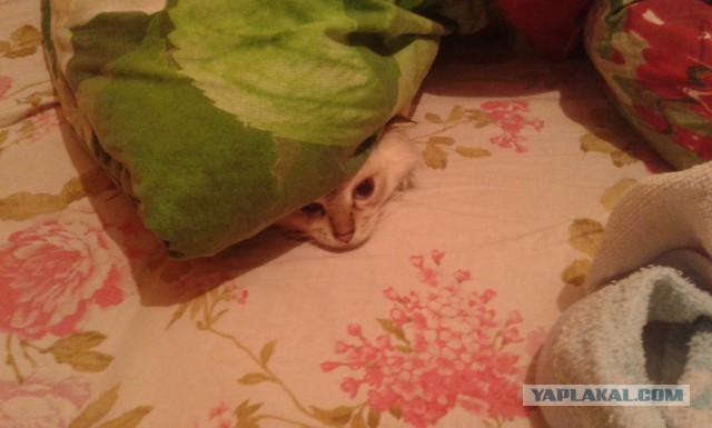 Котовторник  25.03.2014