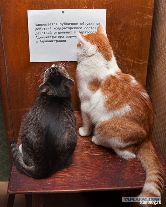 Котовторник 01.04.2014