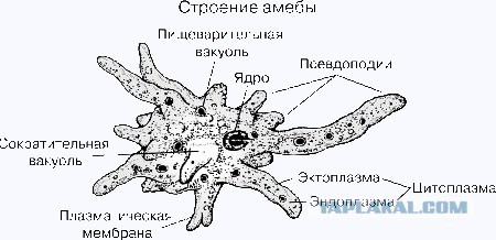 Комбат "Востока": силовики потеряли сотни человек