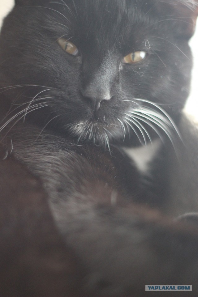 Котовторник 22.07.14