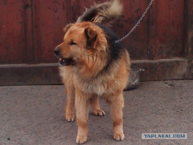 А,чё,все, про котеек, и 404? Давайте,про собакенов