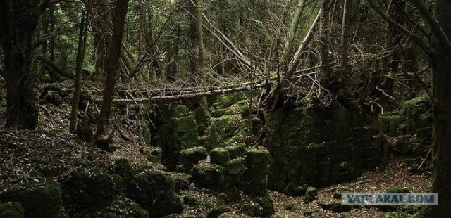 Puzzlewood - загадочный лес (19 фото)
