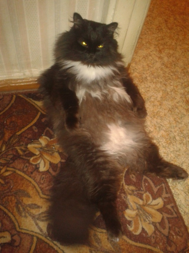 Котовторник 7.10.2014