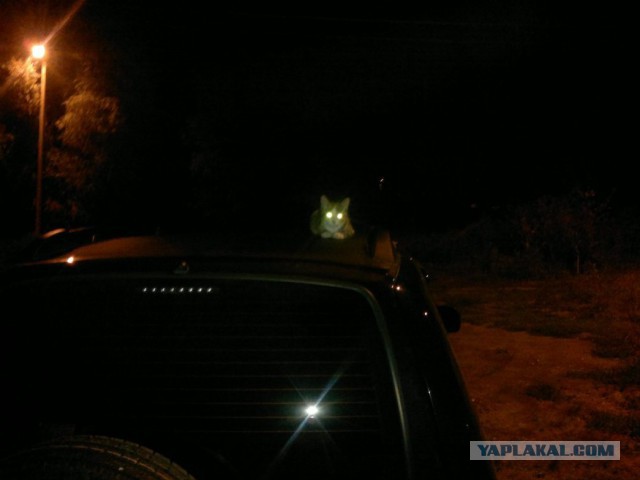 Котовторник 21.10.2014