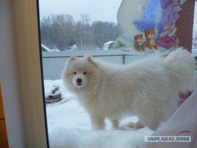 Самоедская лайка