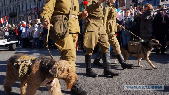 Парад 9 Мая 2015 в Санкт-Петербурге