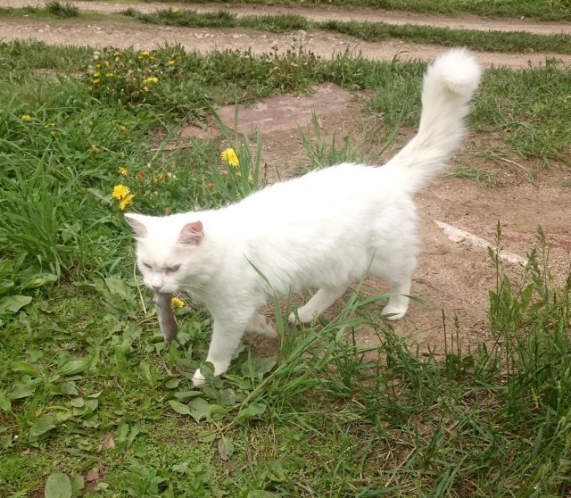 Жена кота сломала!