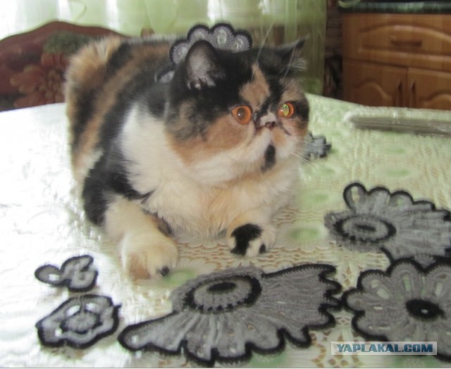 Котовторник  21.07.2015