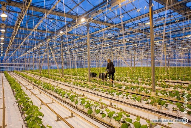 Парниково-тепличный комбинат: жарко и влажно