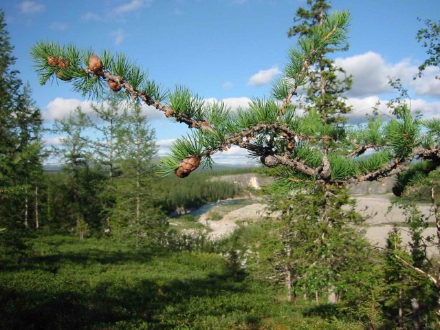 Полярный и Приполярный Урал