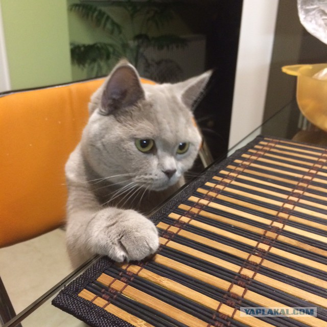 Котовторник 17.11.2015