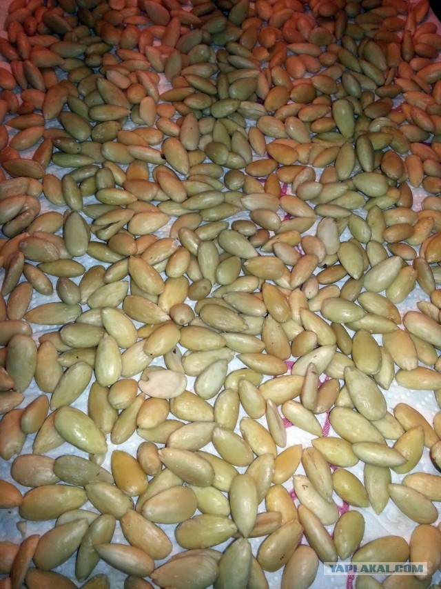 Рождественская ярмарка или пряничный спас, Кулинарная общая тема. Много фот и текст