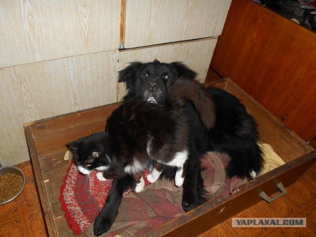 Жизнь домашнего приюта для котеек 92