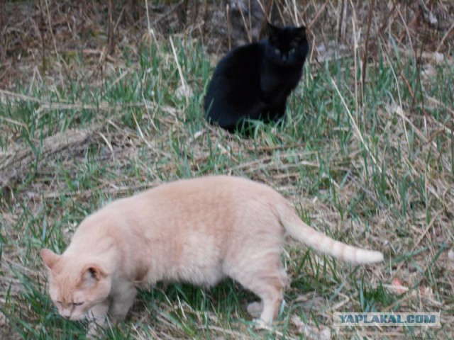 Жизнь домашнего приюта для котеек 108