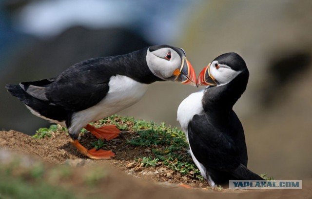 Эти глаза напротив. Калейдоскоп.