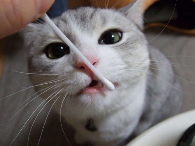 Вторничный котомёт