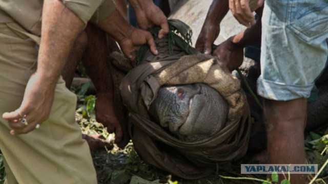 В национальном парке отстреливают людей, чтобы сберечь носорогов