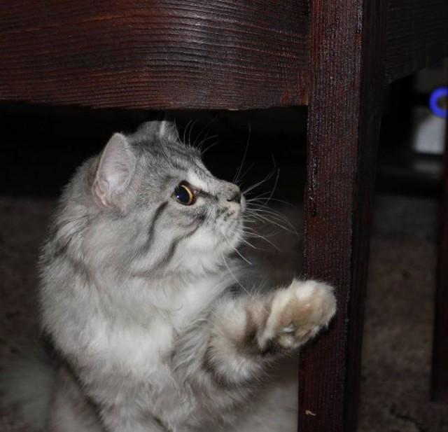Коты и Кошки
