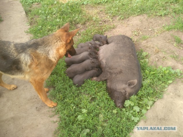Убийцы поневоле.