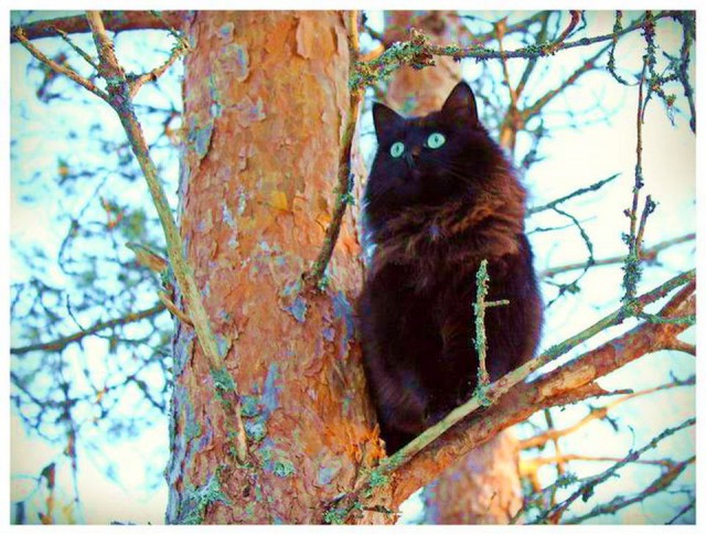 Коты и Кошки