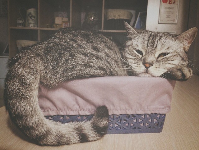 Коты и Кошки