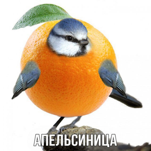 Дурацкие картинки