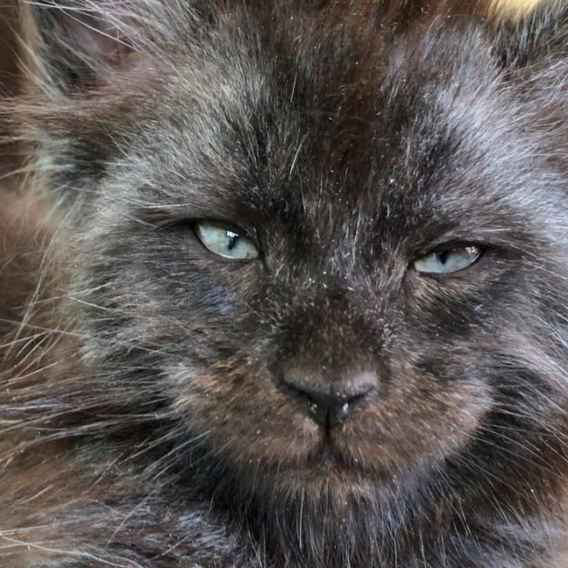 Кот с человеческим лицом