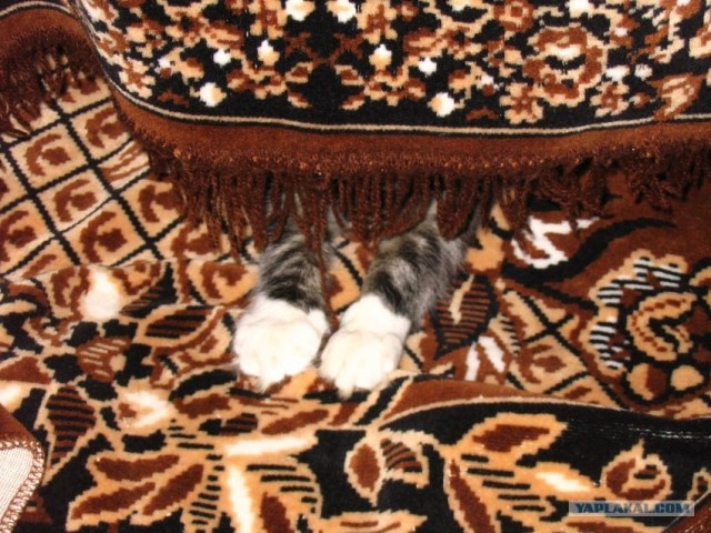 Котовторник на ЯПлакалъ