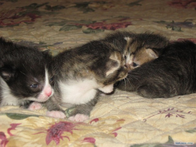Котовторник на ЯПлакалъ: Кото и кто-то!
