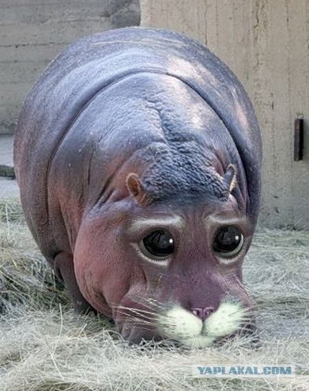 Кот Бегемот ))))))
