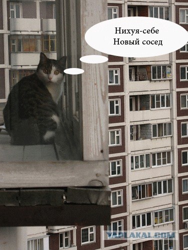 О майн КОТ!