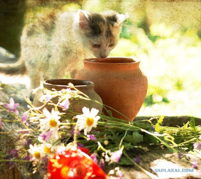 Котятовторник