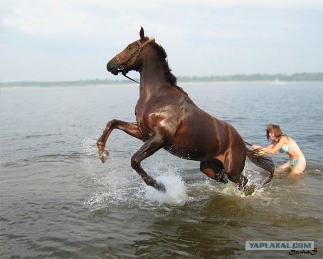 Кони, девушки и море