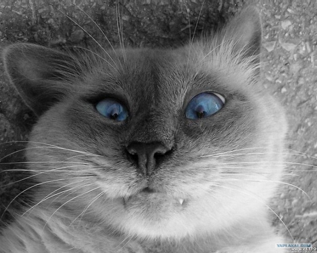 Котовторник 1.02.2011
