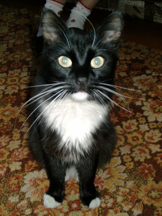 Первый котовторник июля