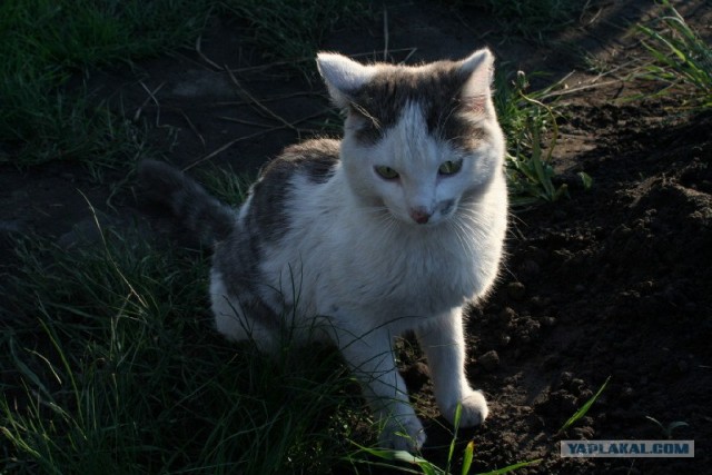 Котовторник с Кузей