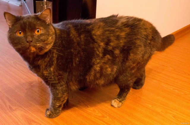 Котовторник в "КотоГетто"