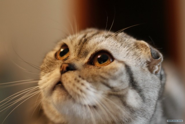 Котовторник 20.12.2011