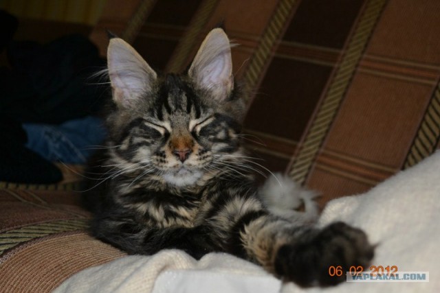 Котовторник (07.02.2012)