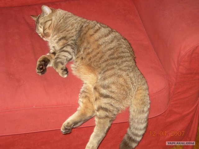 Котовторник (28.02.2012)