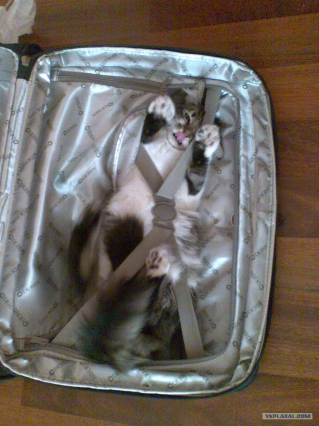 Котовторник  19.06.2012