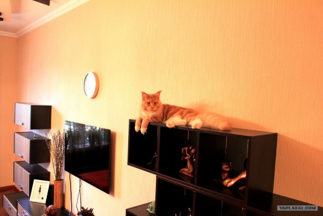 Котовторник  17.07.2012