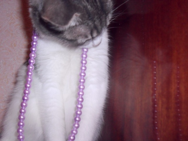 Котовторник 31.07.2012 г.