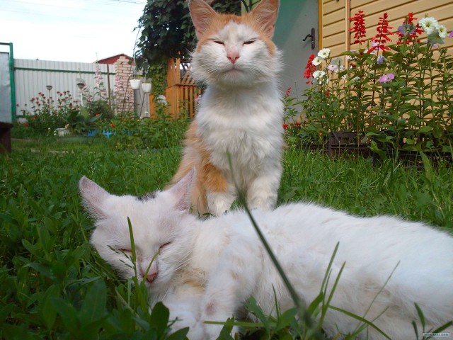 Котонянька и котовторник